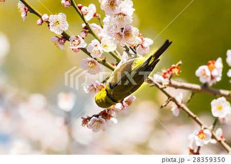 白梅とメジロ 28359350