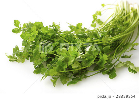 パクチー 28359554
