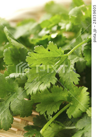 パクチー 28359605