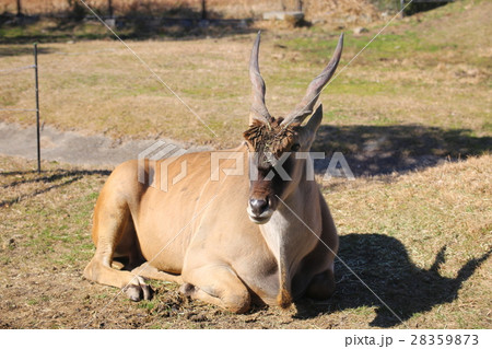 エランド 28359873