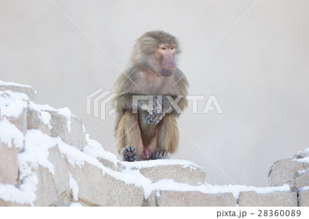 Macaque monkey resting 28360089