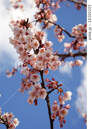 日立紅寒桜 日立紅寒桜 28360205