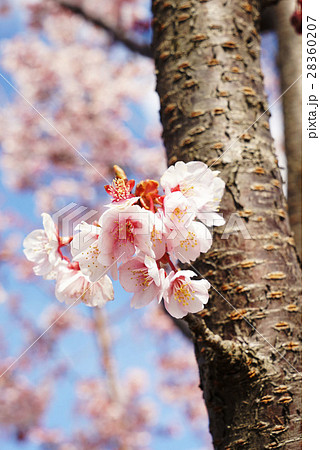 日立紅寒桜 日立紅寒桜 28360207