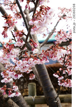 日立紅寒桜 日立紅寒桜 28360208
