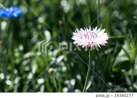 Blooming pink Garden Cornflower, Centaurea cyanus Blooming pink Garden Cornflower, Centaurea cyanus 28360277