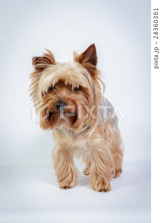 Yorkshire terrier 28360361