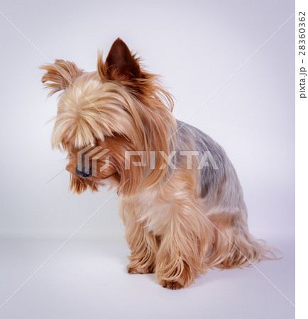 Yorkshire terrier 28360362