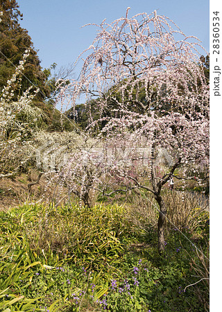 梅の花 梅の花 28360534