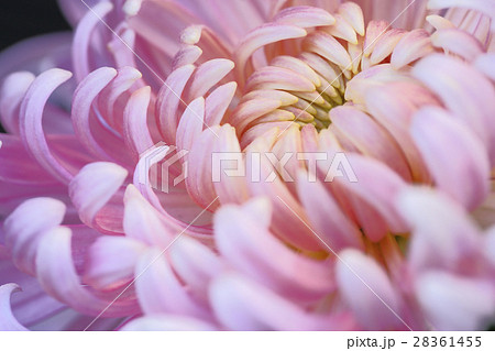 菊の花 菊の花 28361455