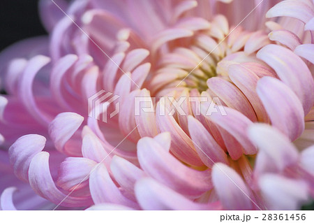 菊の花 菊の花 28361456