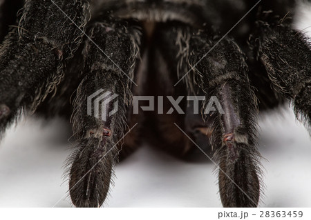 Isolated macro photo of spider Isolated macro photo of spider 28363459