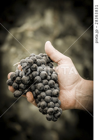 Farmers hands with freshly harvested black grapes Farmers hands with freshly harvested black grapes 28363831