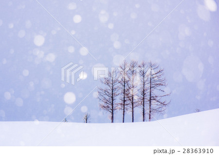 美瑛 5本の松 (嵐の木) 美瑛 5本の松 (嵐の木) 28363910