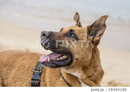 Brown dog close up 28364180