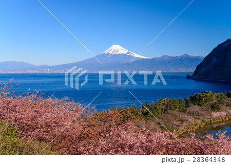 河津桜咲く西伊豆井田から、海越しの冨士山 河津桜咲く西伊豆井田から、海越しの冨士山 28364348