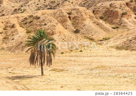 Desert landscape in North Africa 28364425