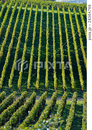 Vineyards - Geometric landscape in Bordeaux 28364766