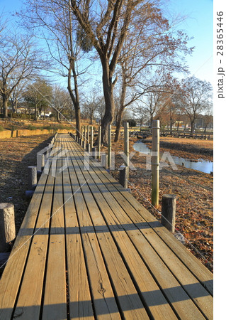 冬の朝の北柏ふるさと公園 28365446