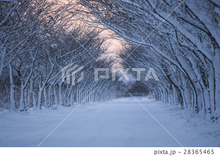 雪の並木道 雪の並木道 28365465