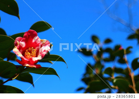 椿 蜀紅 Camellia japonica 'Shokko'. 椿 蜀紅 Camellia japonica 'Shokko'. 28365801