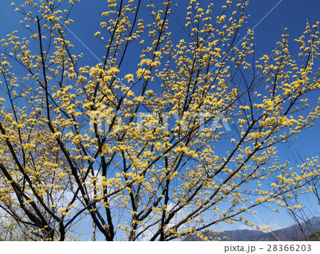 サンシュウ 28366203