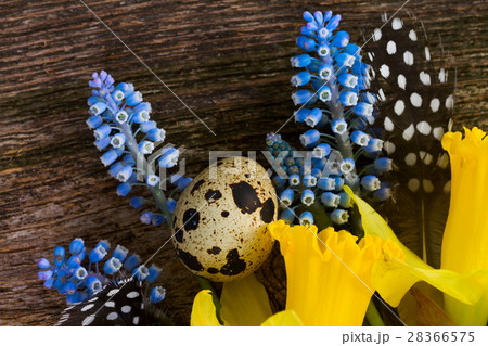 Muscari, daffodils and eggs 28366575