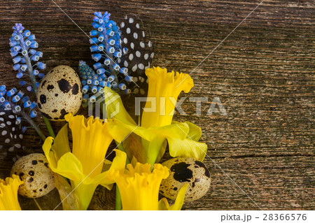 Muscari, daffodils and eggs Muscari, daffodils and eggs 28366576