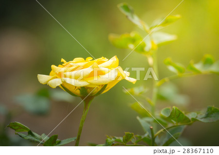 The background image of the colorful flowers The background image of the colorful flowers 28367110