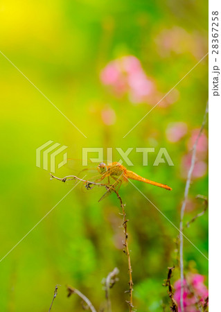 dragonfly outdoor on wet morning 28367258