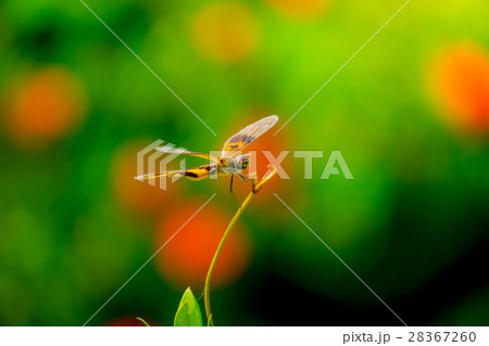 dragonfly outdoor on wet morning dragonfly outdoor on wet morning 28367260