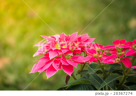 The background image of the colorful flowers The background image of the colorful flowers 28367274
