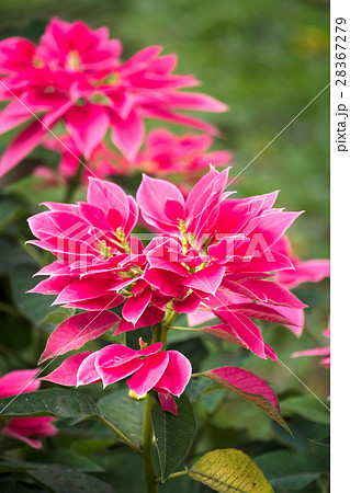 The background image of the colorful flowers 28367279