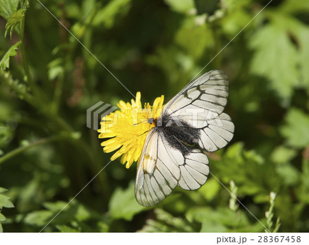ウスバシロチョウ ウスバシロチョウ 28367458