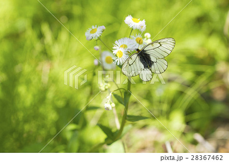 ウスバシロチョウ ウスバシロチョウ 28367462