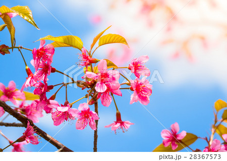 Sakura flowers blooming blossom in Chiang Mai. 28367573