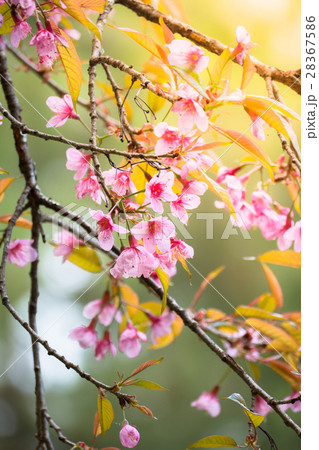 Sakura flowers blooming blossom in Chiang Mai. 28367586