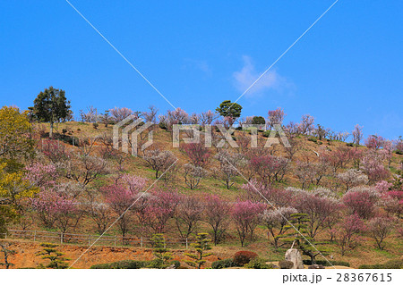 梅の里 梅の里 28367615