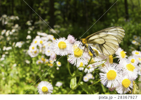 ウスバシロチョウ 28367927