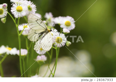 ウスバシロチョウ ウスバシロチョウ 28367933