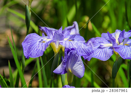 カキツバタ カキツバタ 28367961