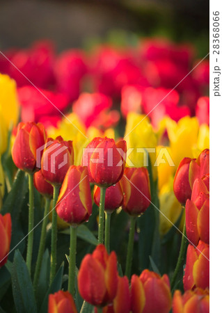 Tulip. Beautiful bouquet of tulips.  28368066