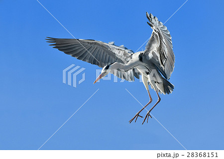 アオサギの飛翔 アオサギの飛翔 28368151