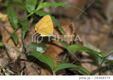 アカシジミ アカシジミ 28368574