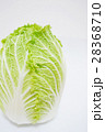 白菜 28368710