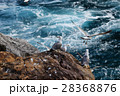 ウミネコ　海岸 28368876