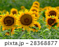 向日葵　ひまわり 28368877