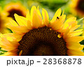 向日葵　ひまわり 28368878