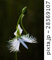 サギ草 28369107