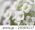 白い花 28369117