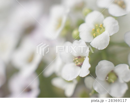 白い花 28369117